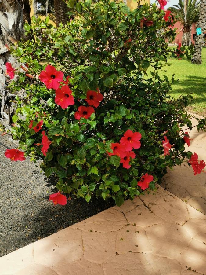 Appartamento Spagnolo Oasis Tamarindo コラレホ エクステリア 写真